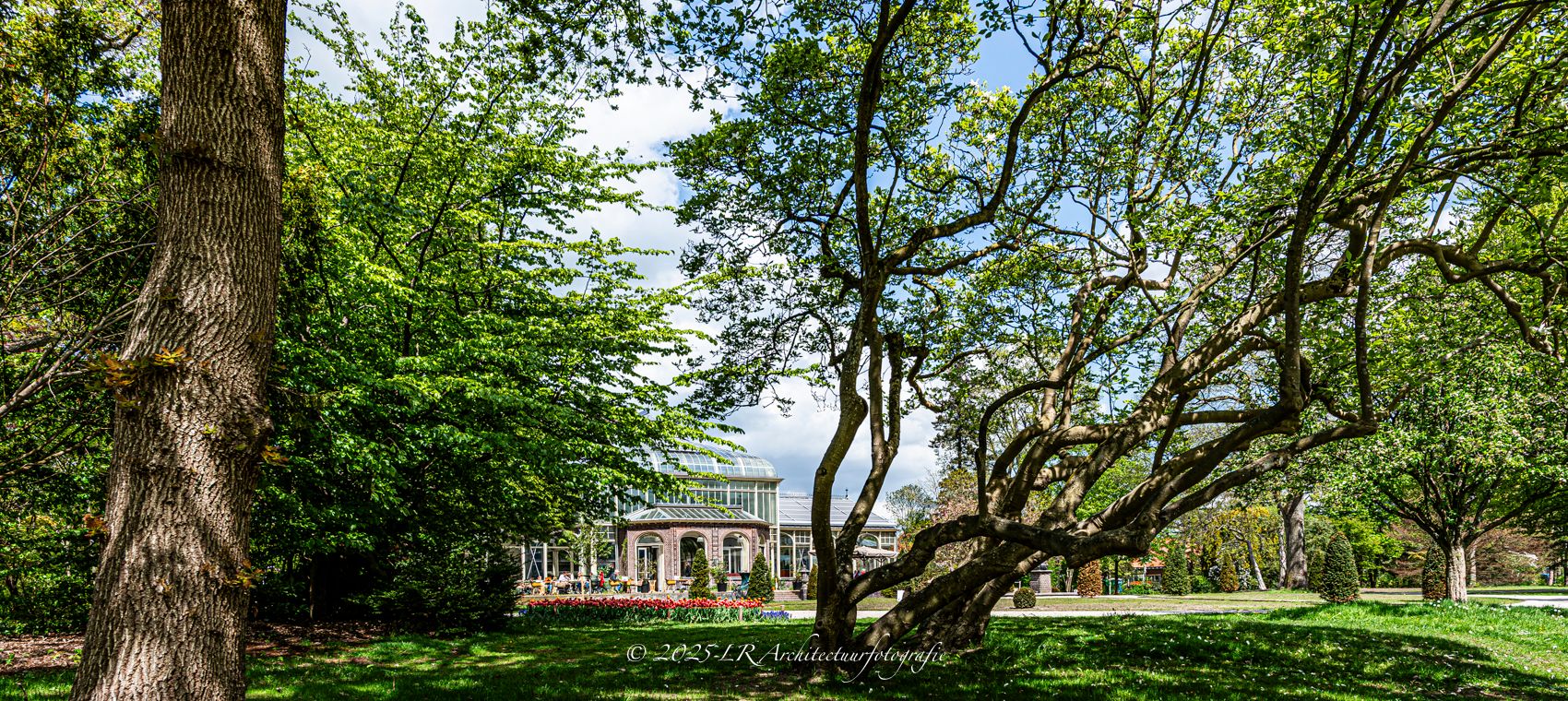 Een grote, volgroeide boom in een park in vol daglicht.