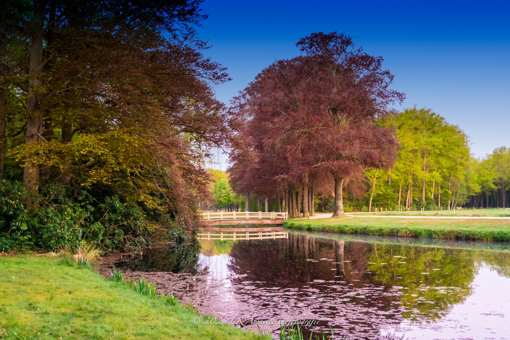 Een groene parkscène met bomen in vol daglicht.